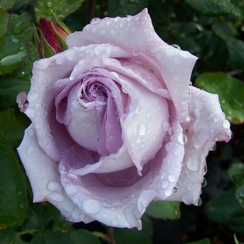 Rosa Waltz Time™ - violet - Trandafir copac cu trunchi înalt - cu flori teahibrid - coroană dreaptă
